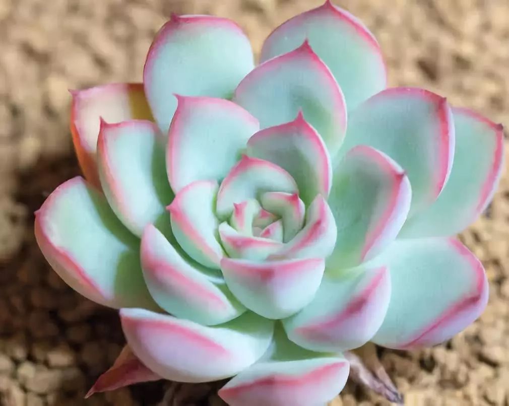 多肉花月夜怎么叶插 教你3个小步骤 叶插后生根快速越长越旺盛