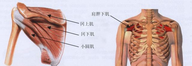 练瑜伽时肩膀容易受伤怎么办 如何预防和缓解
