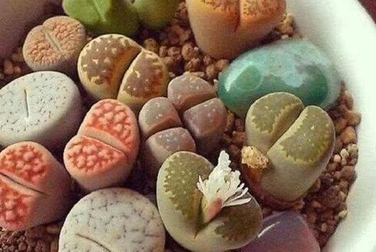 盆栽土上出现了 它 得注意 趁早换盆换土 保管自己不后悔