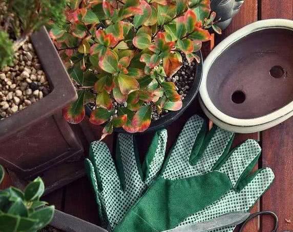 盆栽土上出现了 它 得注意 趁早换盆换土 保管自己不后悔