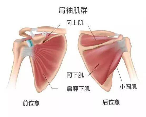 肩背厚一寸 人显老3 岁 11 个动作 告别虎背熊腰 少女感爆表 中文视频 21 天肩背