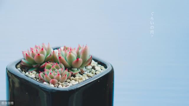 养多肉植物离不开阳光和肥料