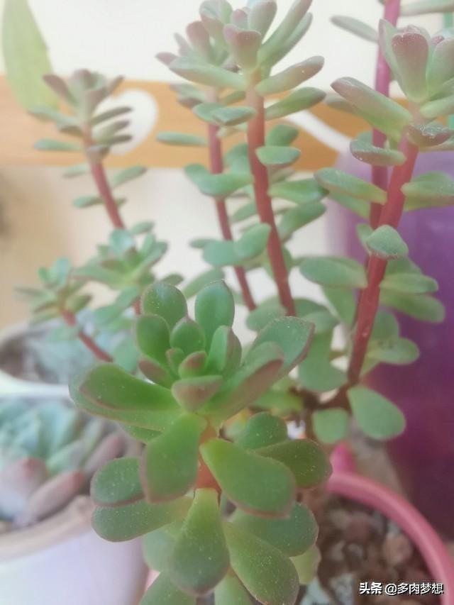 多肉枝杆发红是什么原因