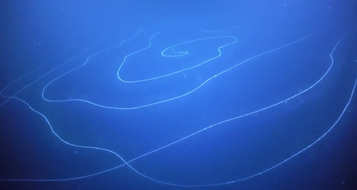 深海中发现世界最长生物 可能活了百年 这是贪吃蛇成精了