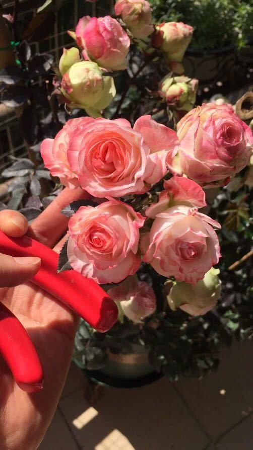 此款盆栽月季 四季都开花 花型美丽 养护简单 很适合阳台种植