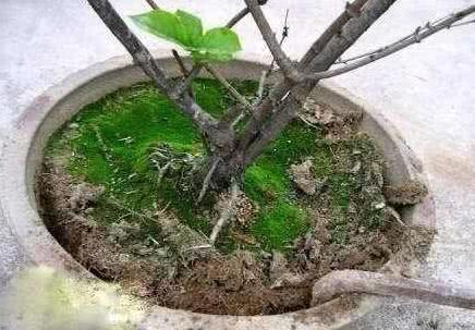 养花要挑好土 按照植物需求更换新土 花根少受伤 越长越壮