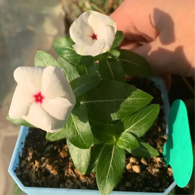 室内开花植物推荐 这几种花 随便养养就开了