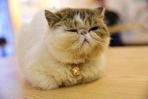 猫的寿命一般多长时间