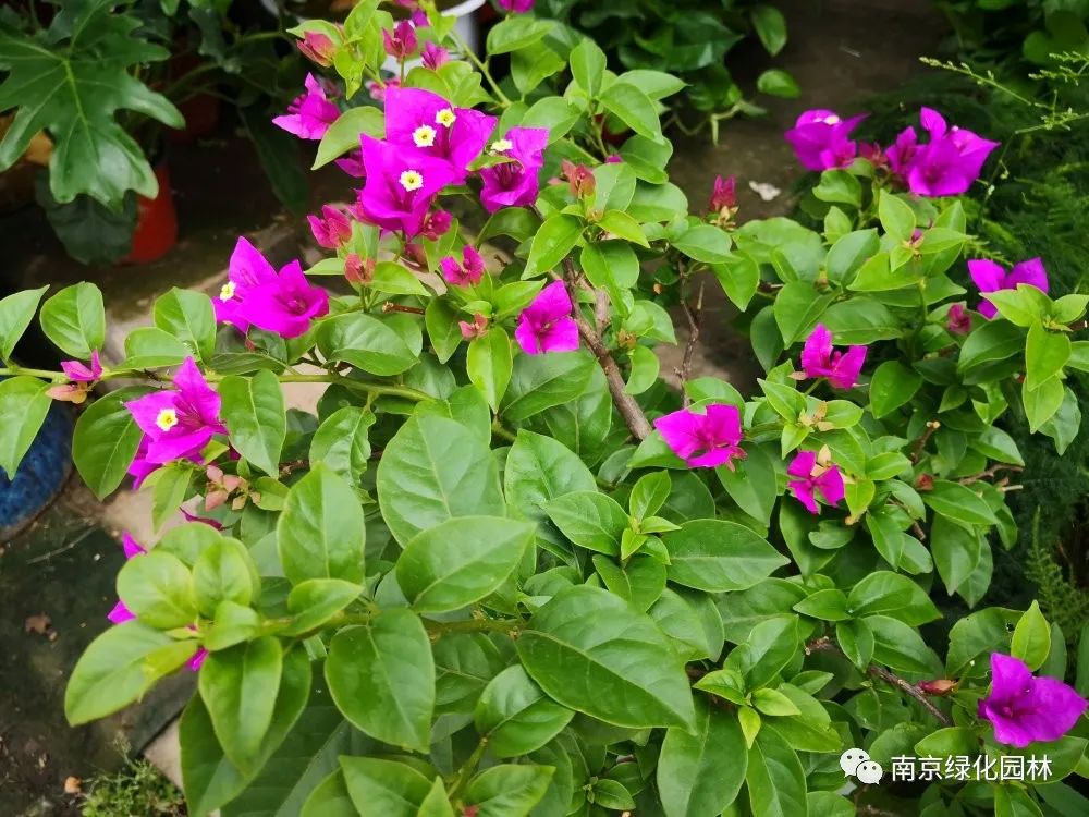 梅雨季节 植物养护小贴士来啦