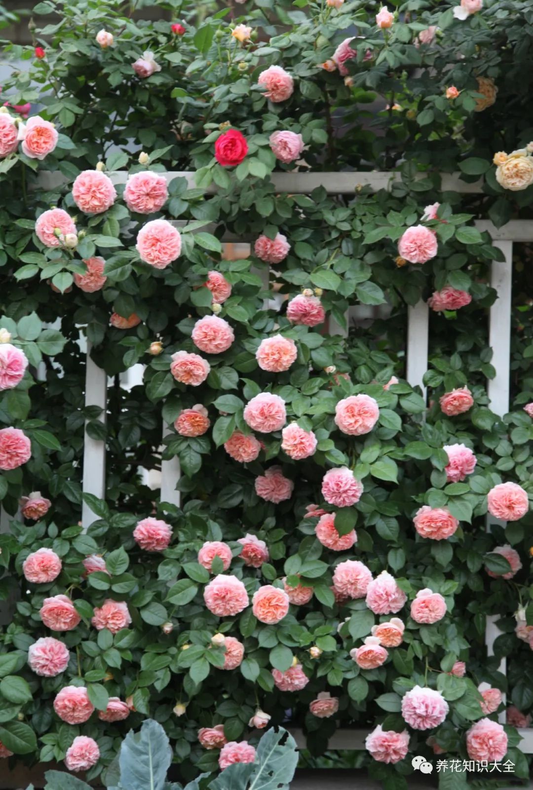 月季品种繁多 为什么中国月季逐渐没市场 没地位