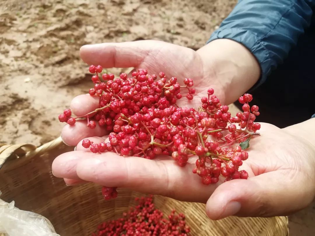 挑选花椒必看的四点知识