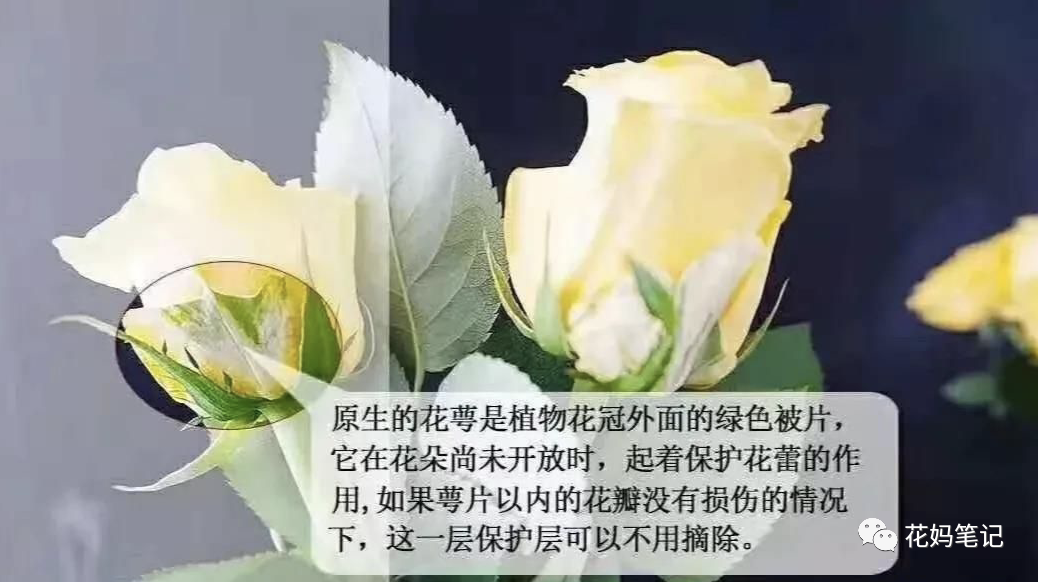 鲜切花的养护 通用篇