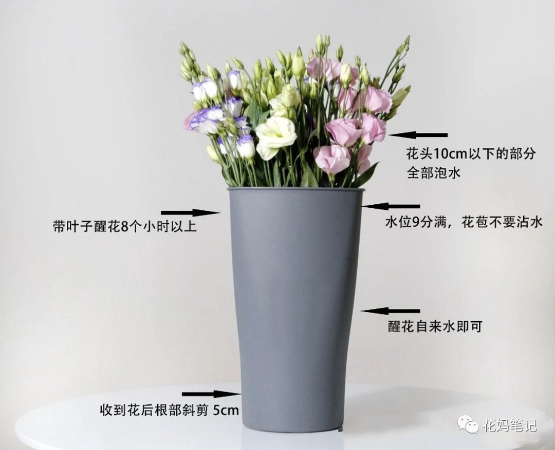 鲜切花的养护 通用篇