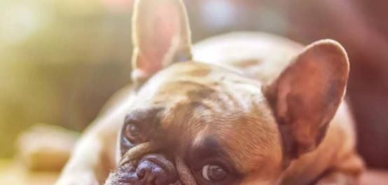 犬常见皮肤病之一 皮炎