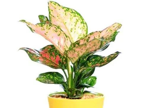 彩叶万年青叶子怎么越养越白了 原因有四点